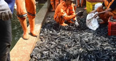 Selamatkan Ekosistem Jakarta, 68 Ribu Ikan Sapu Sapu Ditangkap dalam Sehari