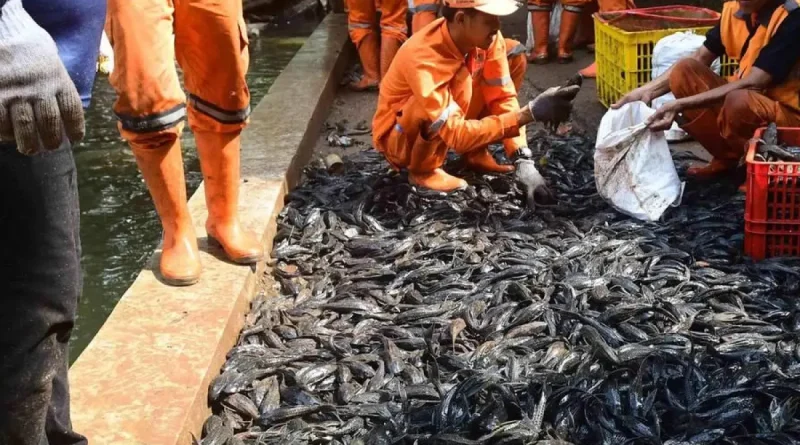 Selamatkan Ekosistem Jakarta, 68 Ribu Ikan Sapu Sapu Ditangkap dalam Sehari