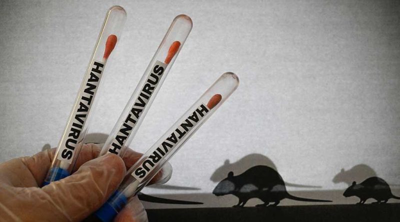 Satu Warga Jakarta Utara Diduga Terinfeksi Hantavirus