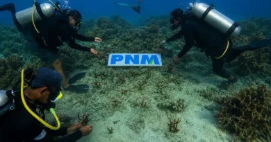 PNM Tanam 70.000 Mangrove dan Lepas 1.000 Tukik, Wujudkan Laut Lestari demi Masa Depan Anak