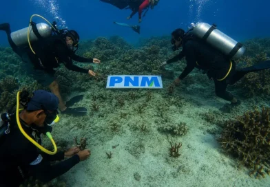 PNM Tanam 70.000 Mangrove dan Lepas 1.000 Tukik, Wujudkan Laut Lestari demi Masa Depan Anak PNM Tanam 70.000 Mangrove dan Lepas 1.000 Tukik, Wujudkan Laut Lestari demi Masa Depan Anak