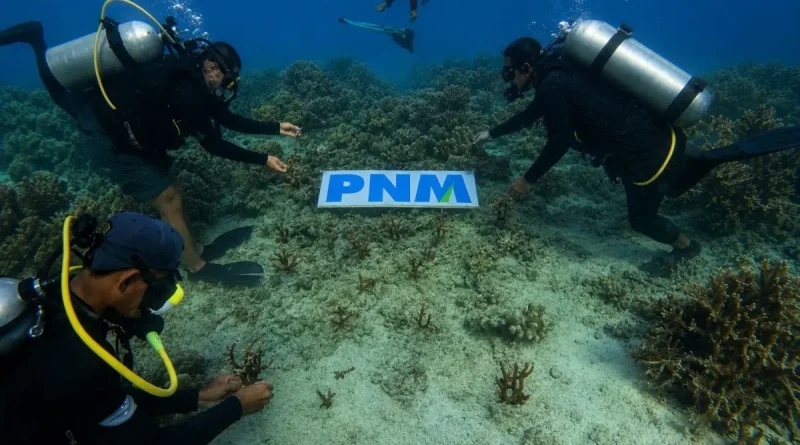 PNM Tanam 70.000 Mangrove dan Lepas 1.000 Tukik, Wujudkan Laut Lestari demi Masa Depan Anak PNM Tanam 70.000 Mangrove dan Lepas 1.000 Tukik, Wujudkan Laut Lestari demi Masa Depan Anak